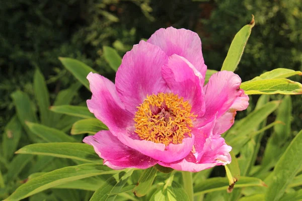 Garden Peony Flor Peônia Comum Gallen Suíça Seu Nome Científico — Fotografia de Stock