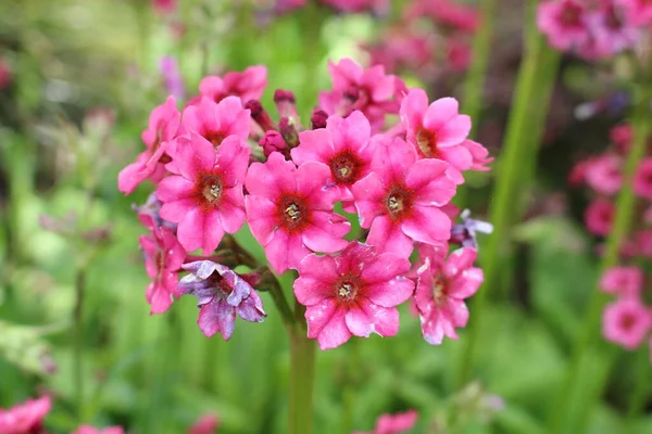 Λουλούδια Mealy Primrose Candelabra Primrose Στο Gallen Ελβετία Επιστημονικό Της — Φωτογραφία Αρχείου