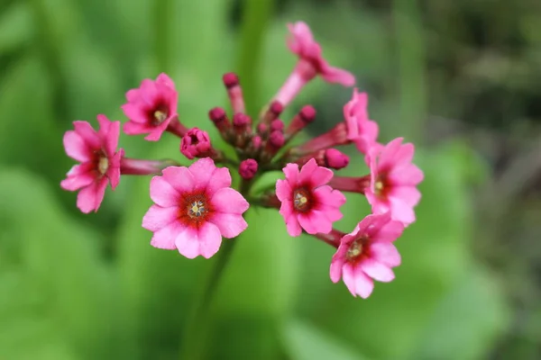 Λουλούδια Mealy Primrose Candelabra Primrose Στο Gallen Ελβετία Επιστημονικό Της — Φωτογραφία Αρχείου