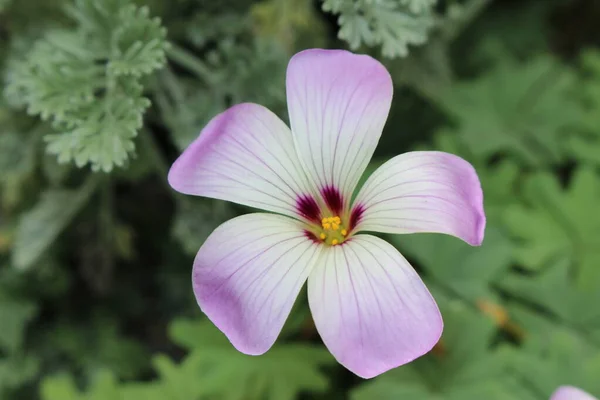 瑞士圣加仑的银香石花 或智利的Oxalis Pink Carpet Oxalis Pink Buttercups Pink Sauerklee 刺槐原产于智利和阿根廷西部 — 图库照片