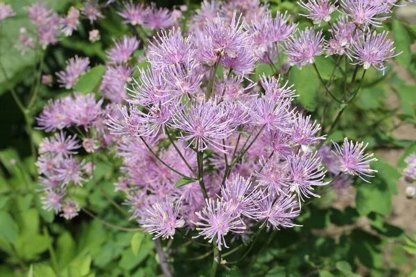 Columbine Meadow Rue Flores French Meadow Rue Greater Meadow Rue — Fotografia de Stock