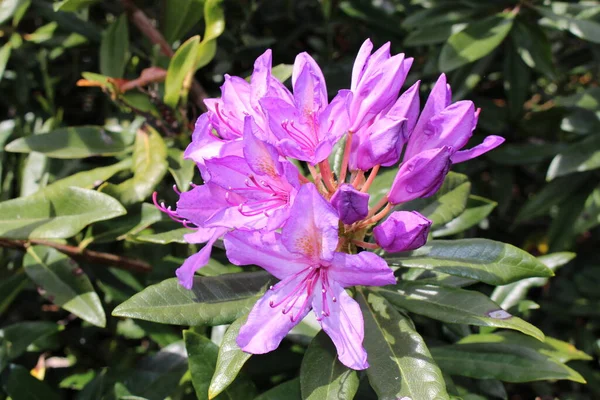 Pontic Rhododendron Blüten Oder Gewöhnlicher Rhododendron Gallen Schweiz Sein Wissenschaftlicher — Stockfoto