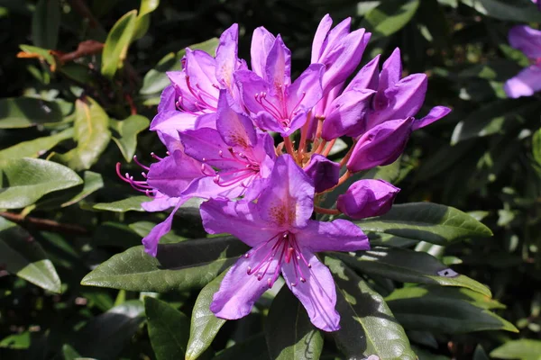 Понтійський Рододендрон Квіти Або Common Rhododendron Санкт Галлені Швейцарія Його — стокове фото