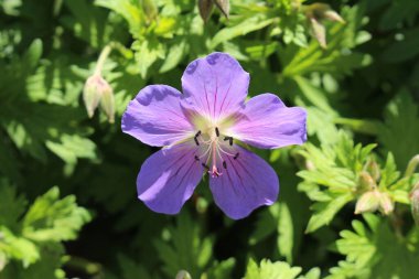 İsviçre 'nin St. Gallen kentinde bulunan mavi 