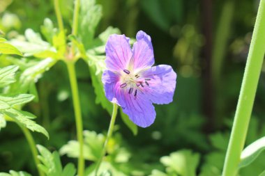 İsviçre 'nin St. Gallen kentinde bulunan mavi 