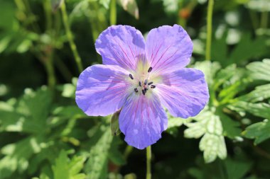 İsviçre 'nin St. Gallen kentinde bulunan mavi 