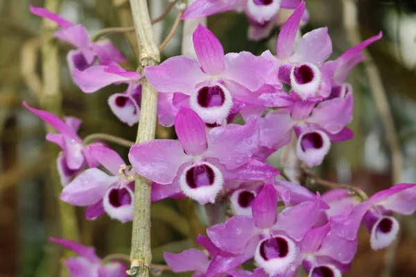 Dendrobium Paróquia Flores Orquídeas Gallen Suíça Seu Nome Latino Dendrobium — Fotografia de Stock