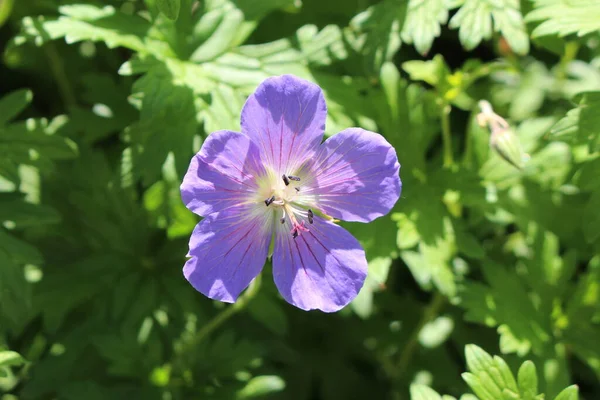 Niebieski Kwiat Geranium Gravetye Lub Himalajski Żuraw Gallen Szwajcaria Jego — Zdjęcie stockowe