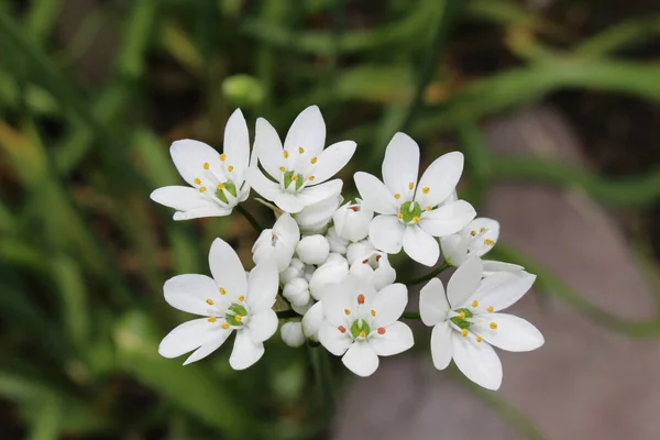 Neapolitan Garlic Flowers Naples Garlic Daffodil Garlic False Garlic Flowering — 스톡 사진