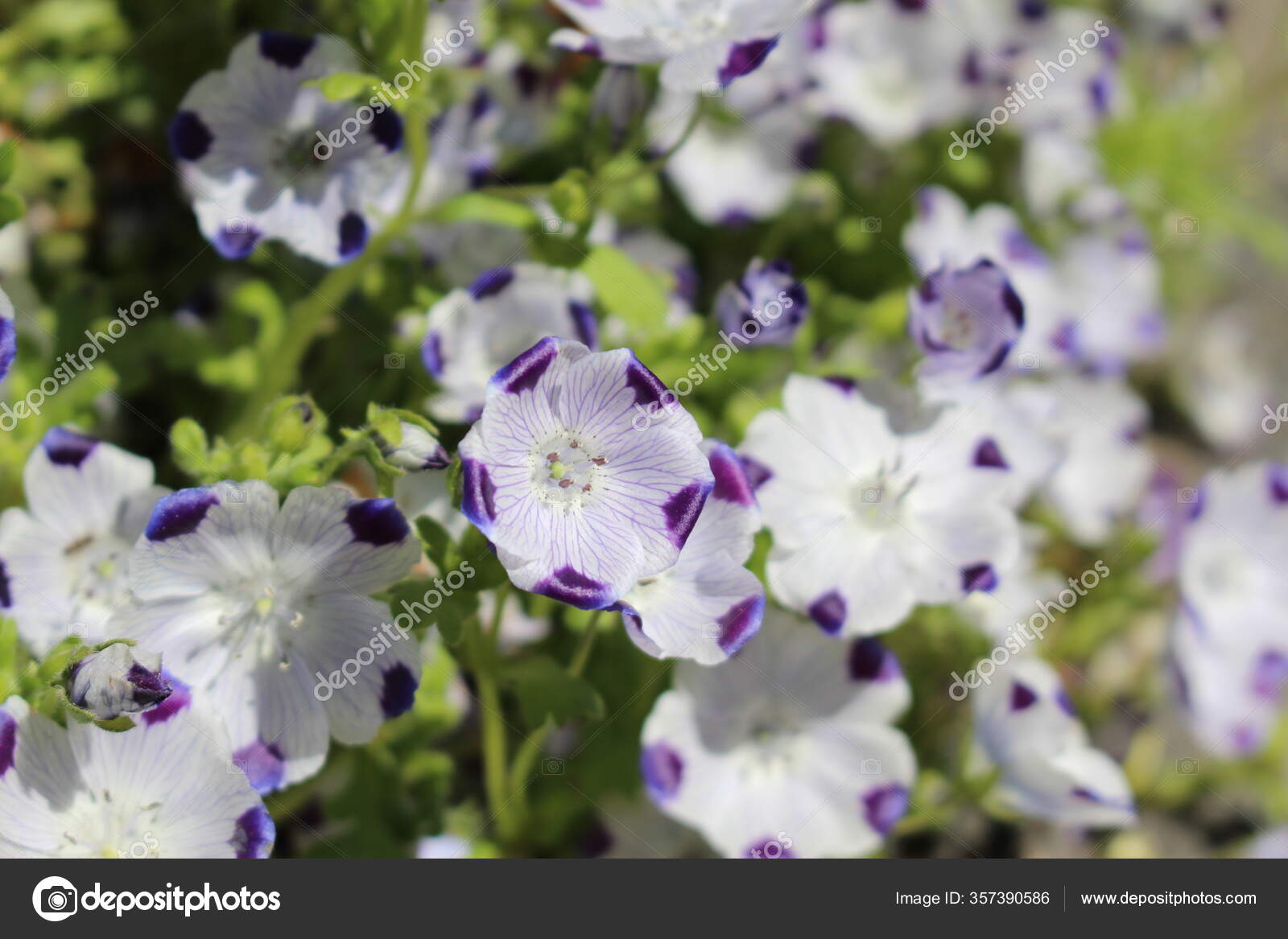 Five Spot Flowers Baby Blue Eyes Gallen Switzerland Its Scientific Stock Photo C Rukimedia