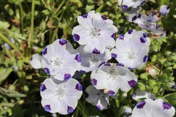 Five Spot Bloemen Baby Blue Eyes Gallen Zwitserland Wetenschappelijke Naam — Stockfoto