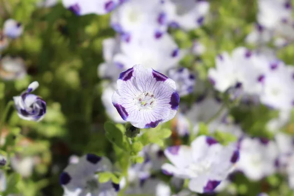 Five Spot Bloemen Baby Blue Eyes Gallen Zwitserland Wetenschappelijke Naam — Stockfoto