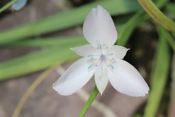 Flor Branca Monterey Mariposa Lily Grande Tulipa Estrela Florescida Gallen — Fotografia de Stock