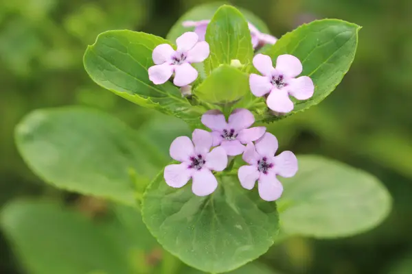 Fleurs Klipkersie Saint Gall Suisse Son Nom Scientifique Est Teedia — Photo