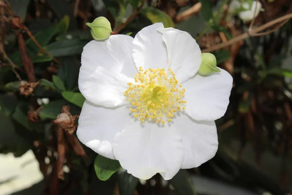 White Bush Anemone Flower Tree Anemone Gallen Switzerland Its Scientific — Stock Photo, Image