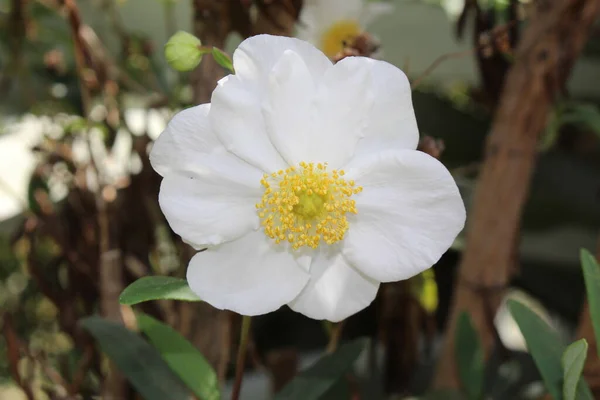 Valkoinen Bush Anemone Kukka Tai Tree Anemone Gallen Sveitsi Sen — kuvapankkivalokuva