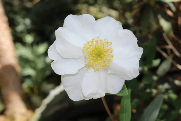 Біла Квітка Буш Анемона Або Деревна Анемона Санкт Галлені Швейцарія — стокове фото