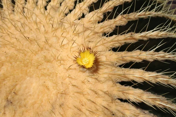 Grand Golden Barrel Cactus Boule Coussin Belle Mère Avec Fleur — Photo