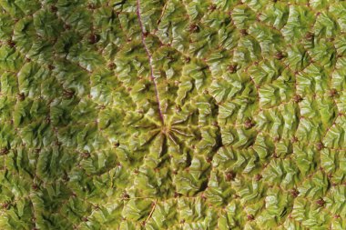  Arkaplan olarak yeşil 