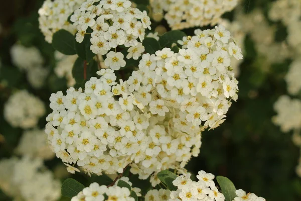 Fleurs Hybrides Blanches Spiraea Vanhouttei Saint Gall Suisse Est Une — Photo