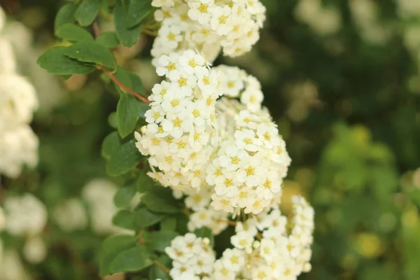 Flores Híbridas Brancas Spiraea Vanhouttei Gallen Suíça Uma Raça Spiraea — Fotografia de Stock