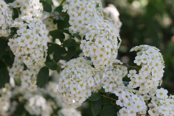 Fehér Spiraea Vanhouttei Hibrid Virágok Gallenben Svájcban Egy Fajta Spiraea — Stock Fotó