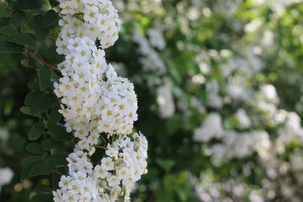 Белые Цветы Spiraea Vanhouti Швейцарском Санкт Галлене Порода Spiraea Cantoniensis — стоковое фото