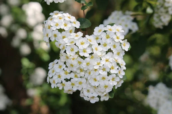 Flores Híbridas Blancas Spiraea Vanhouttei Gallen Suiza Una Raza Spiraea —  Fotos de Stock