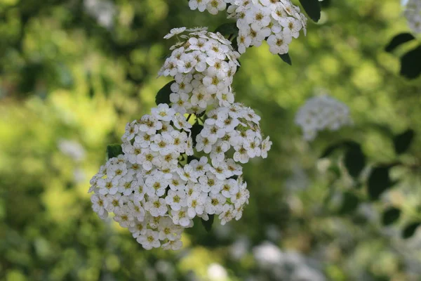 Fleurs Hybrides Blanches Spiraea Vanhouttei Saint Gall Suisse Est Une — Photo