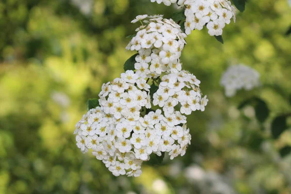 Fleurs Hybrides Blanches Spiraea Vanhouttei Saint Gall Suisse Est Une — Photo