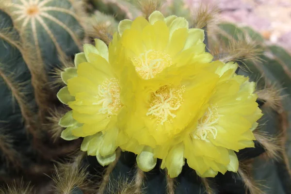 在瑞士圣加仑 气球仙人掌 或绿球仙人掌 蓝球仙人掌 开着黄色的花 Notocactus Magnificus 或Parodia Magnifica Brandt — 图库照片