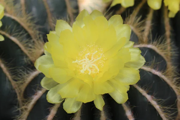 Balão Cactus Green Ball Cactus Blue Ball Cactus Com Flores — Fotografia de Stock