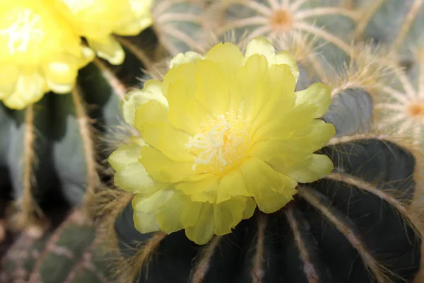 在瑞士圣加仑 气球仙人掌 或绿球仙人掌 蓝球仙人掌 开着黄色的花 Notocactus Magnificus 或Parodia Magnifica Brandt — 图库照片