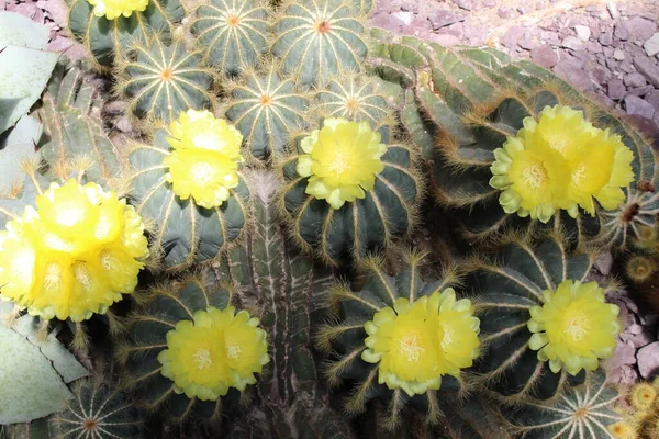 Balloon Cactus Green Ball Cactus Blue Ball Cactus Blooming Yellow — Stock Photo, Image