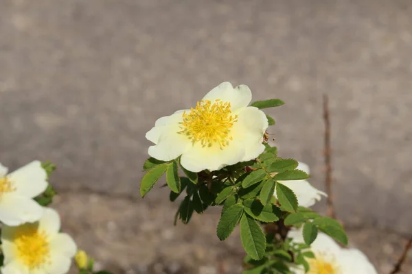 Biały Kwiat Skrzydlatej Róży Cierniowej Lub Krzewiastej Róży Gallen Szwajcaria — Zdjęcie stockowe
