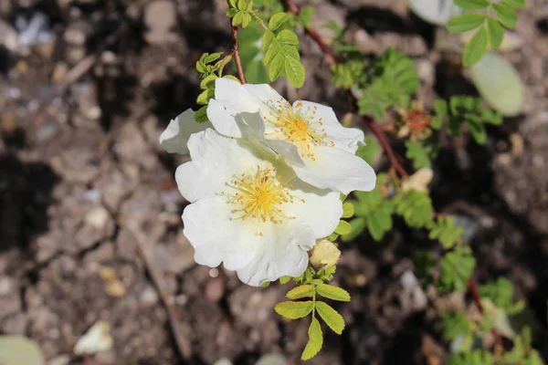 White Winged Thorn Rose Flower Shrub Rose Gallen Switzerland Its — Stock Photo, Image
