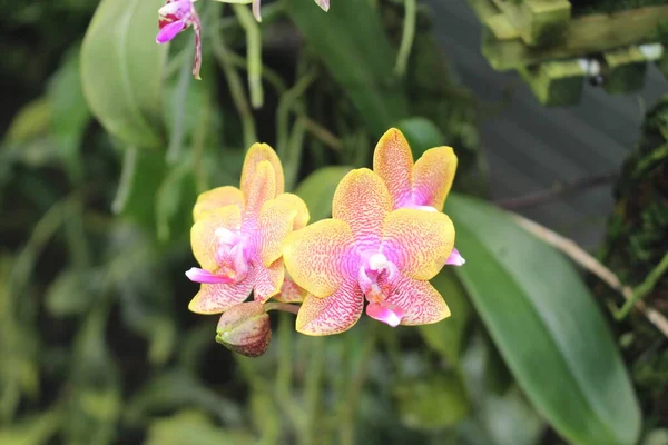 Phalaenopsis Brother Sara Gold Flor Híbrida Orquídea Gallen Suiza Una — Foto de Stock