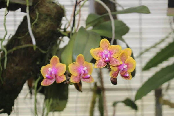 Phalaenopsis Brother Sara Gold Hybrid Orchid Flower Gallen Switzerland Breed — 스톡 사진