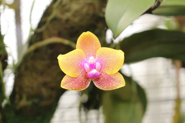 Phalaenopsis Brother Sara Gold Flor Híbrida Orquídea Gallen Suiza Una — Foto de Stock