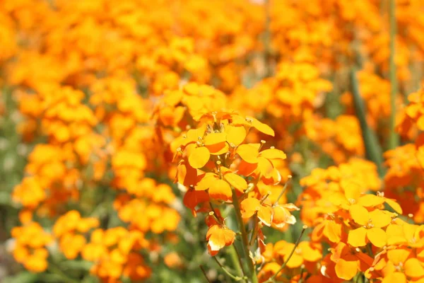 Апельсин Wallflowers Санкт Галлене Швейцария Цветки Эрисимуса Имеют 180 Видов — стоковое фото