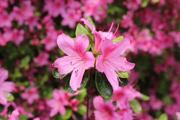 Rosa Rhododendron Flores Gallen Suiza Los Rhodies Son Flores Nacionales — Foto de Stock