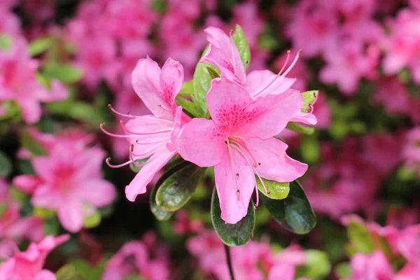 Ροζ Λουλούδια Rhododendron Στο Gallen Ελβετία Rhodies Είναι Εθνικά Λουλούδια — Φωτογραφία Αρχείου