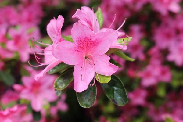 Rosa Rhododendron Flores Gallen Suiza Los Rhodies Son Flores Nacionales — Foto de Stock