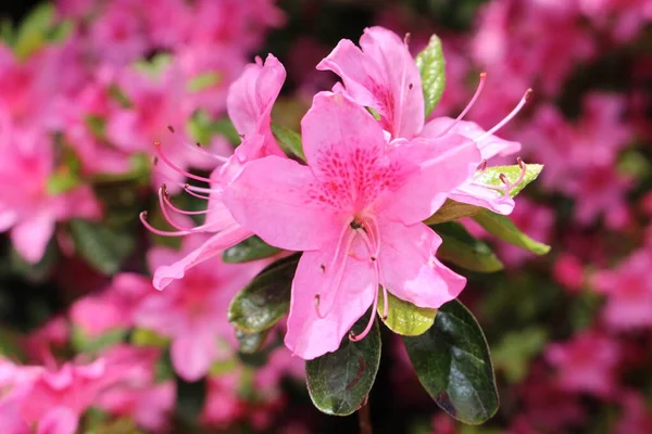 Рожеві Квіти Rhododendron Санкт Галлені Швейцарія Роди Національні Квіти Непалу — стокове фото