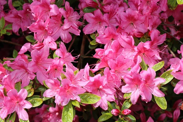 Fiori Rosa Rhododendron San Gallo Svizzera Rhodies Sono Fiori Nazionali — Foto Stock