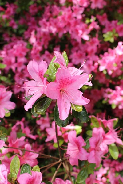 Roze Rhododendron Bloemen Gallen Zwitserland Rhodos Zijn Nationale Bloemen Van — Stockfoto