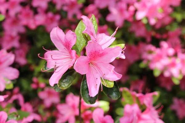 Flores Cor Rosa Rhododendron Gallen Suíça Rhodies São Flores Nacionais — Fotografia de Stock