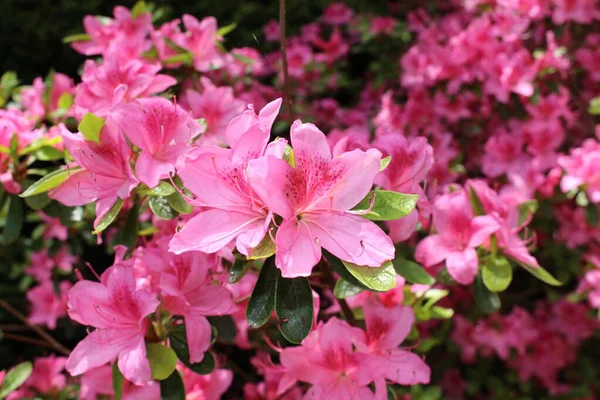 Рожеві Квіти Rhododendron Санкт Галлені Швейцарія Роди Національні Квіти Непалу — стокове фото