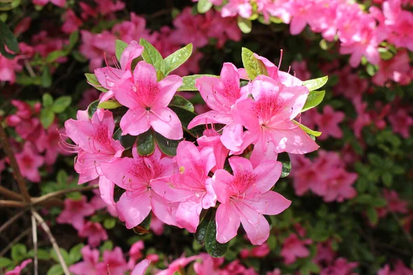 Rózsaszín Rhododendron Virágok Gallenben Svájcban Rodik Nepál Nemzeti Virágai — Stock Fotó