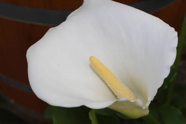 White Calla Lily Flower Arum Lily Gallen Switzerland Its Latin — Stock Photo, Image